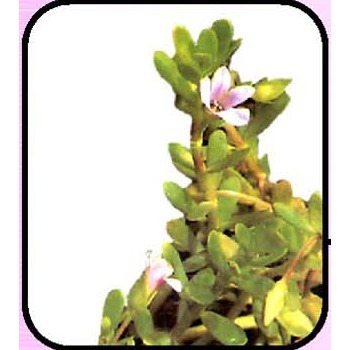 Brahmi (bacopa Monnniera)